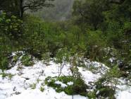 Previous image